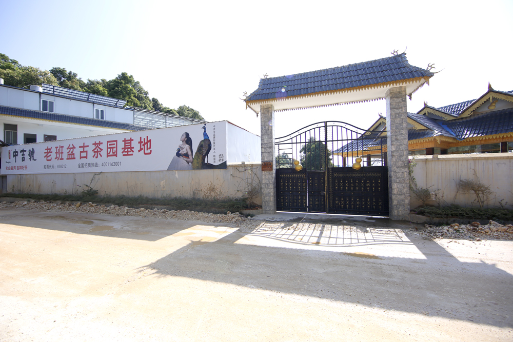 中吉號(hào)老班盆古茶園基地